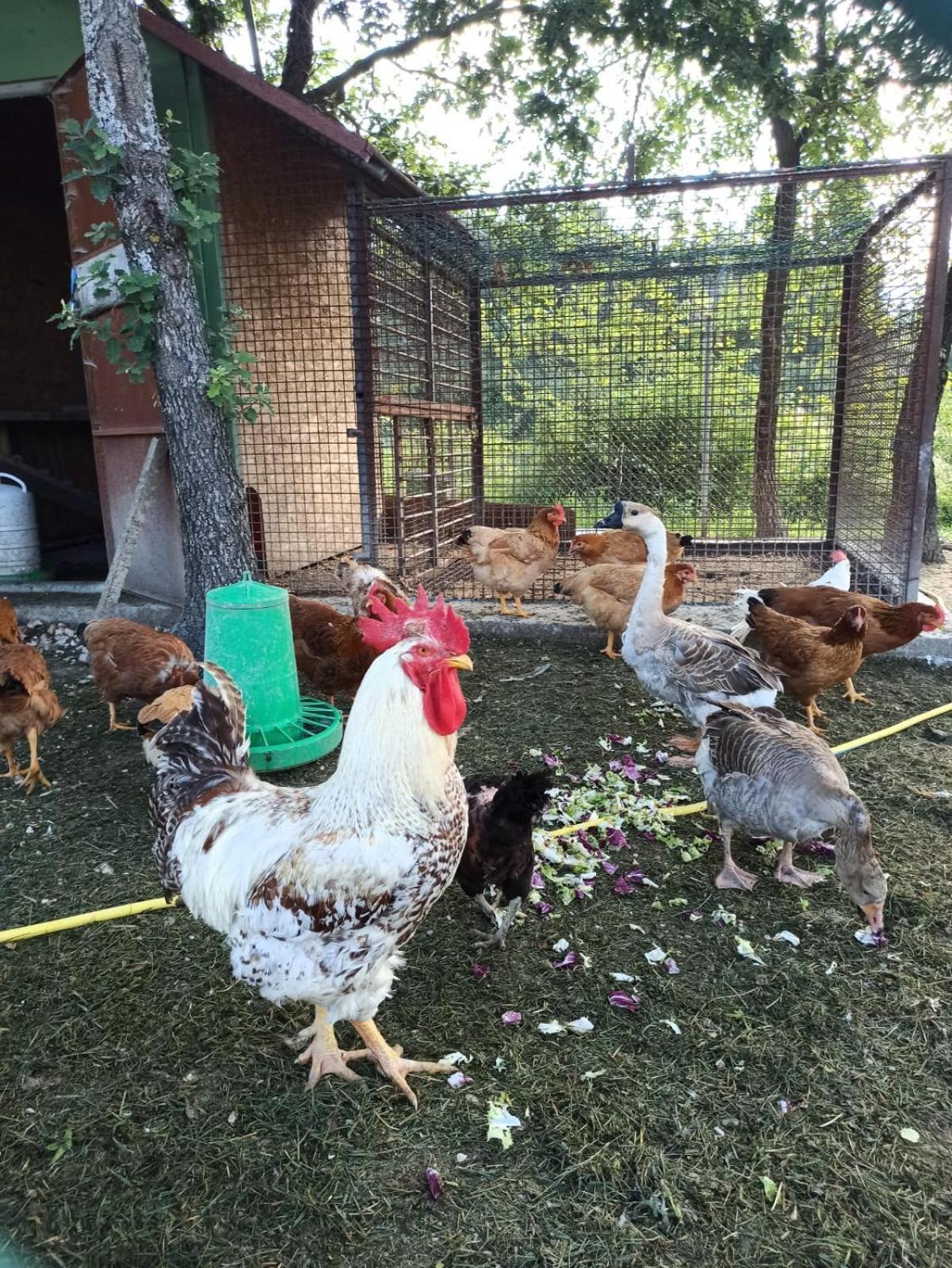 Ca' Gulino - Urbino - Villa Con Minipiscina In Borgo Antico Εξωτερικό φωτογραφία